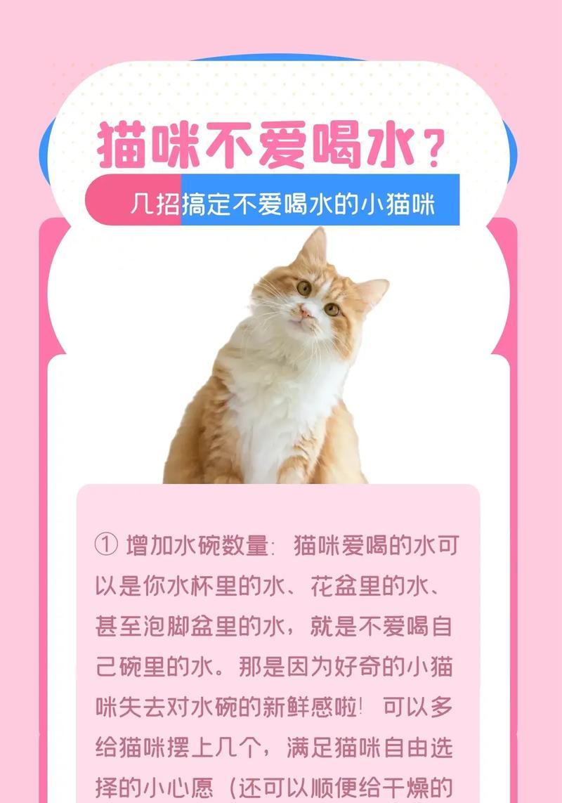为什么吃湿粮的猫更爱喝水？这有什么好处？
