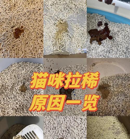 猫咪换粮后拉稀正常吗？如何处理这种情况？