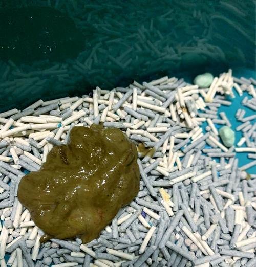 猫咪换粮后拉稀正常吗？如何处理这种情况？
