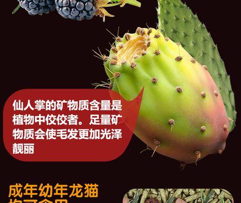 龙猫应该选择哪种猫粮？有哪些推荐的品牌或类型？