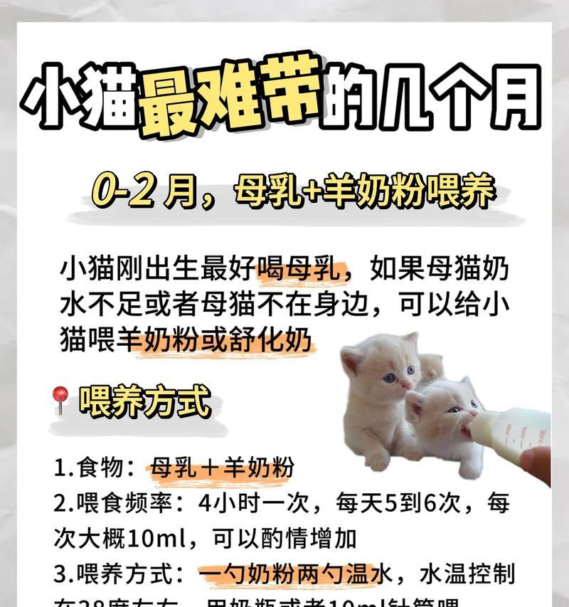 流浪小猫捡食猫粮后应如何照顾？