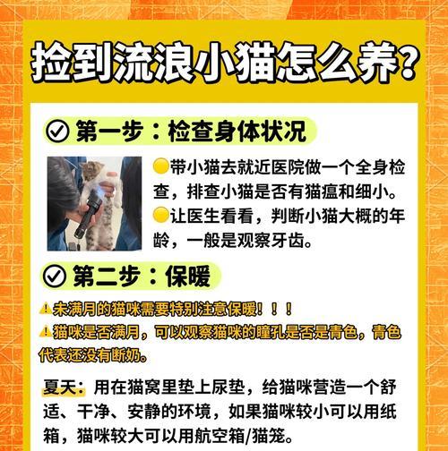 流浪小猫捡食猫粮后应如何照顾？