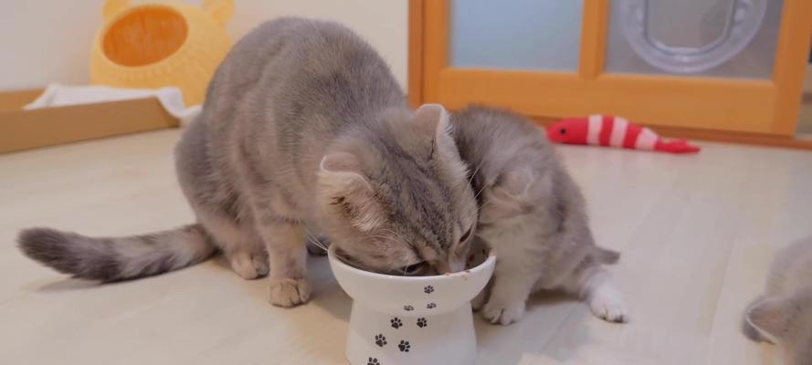 猫粮中出现水分该如何处理？是否影响猫咪健康？
