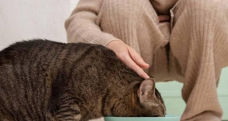 猫粮中出现水分该如何处理？是否影响猫咪健康？
