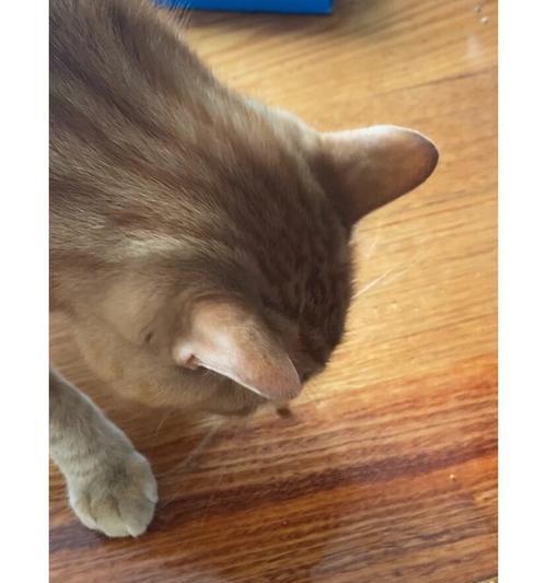 为什么猫咪吃猫粮时会咬碎？