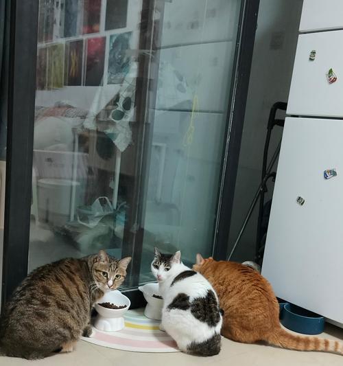 猫咪头撞猫粮怎么办啊？