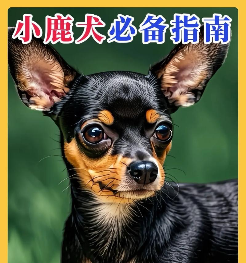 鹿犬吃猫粮会有什么问题？