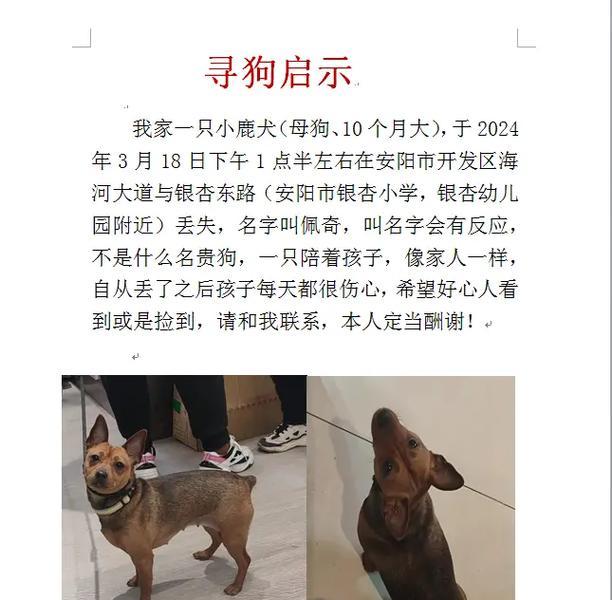 鹿犬吃猫粮会有什么问题？