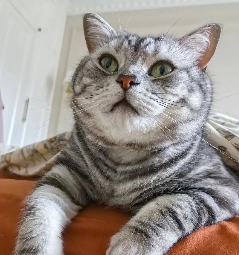 虎斑猫大量进食猫粮会有什么后果？