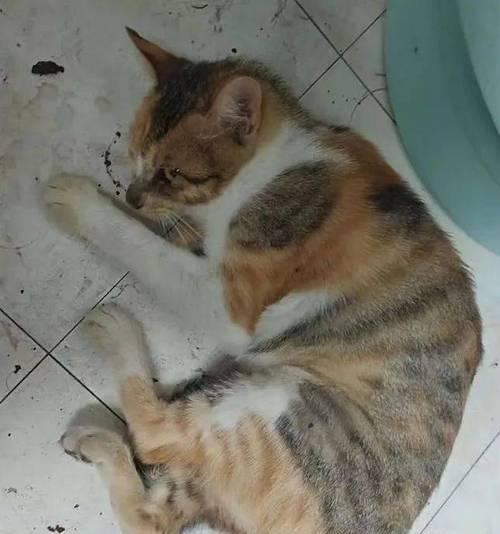 猫咪投粮被虐猫怎么办？如何处理猫咪投粮时的虐待问题？