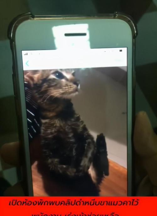 猫咪投粮被虐猫怎么办？如何处理猫咪投粮时的虐待问题？