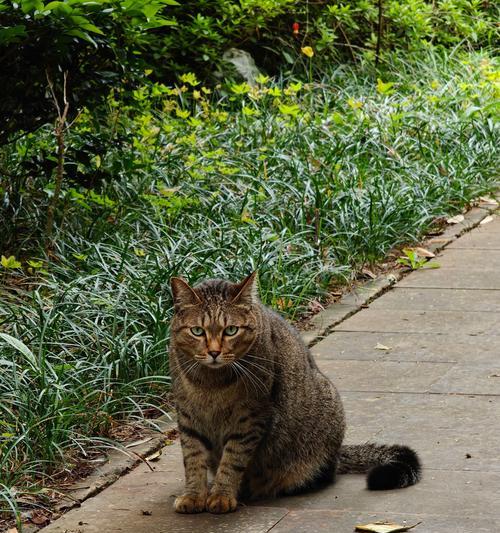 狸猫是否需要猫粮？为何不吃饭？