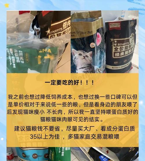 猫舍如何正确喂食猫粮？