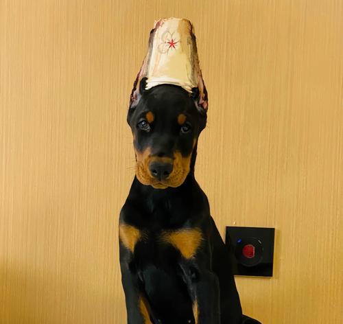 杜宾狗幼犬适合吃什么狗粮？
