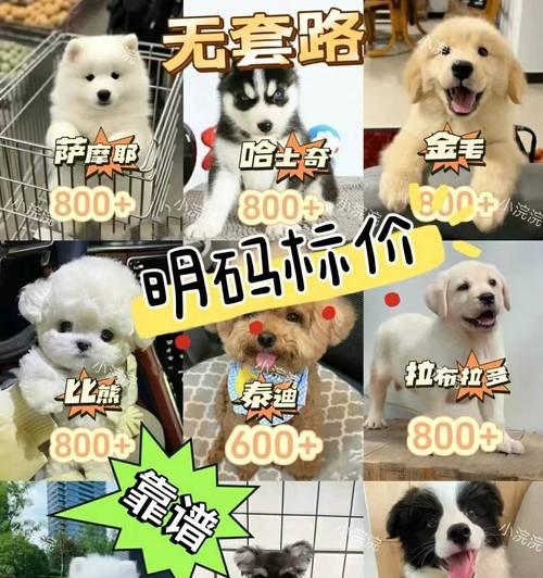 白德牧的价格为何高达一万元？