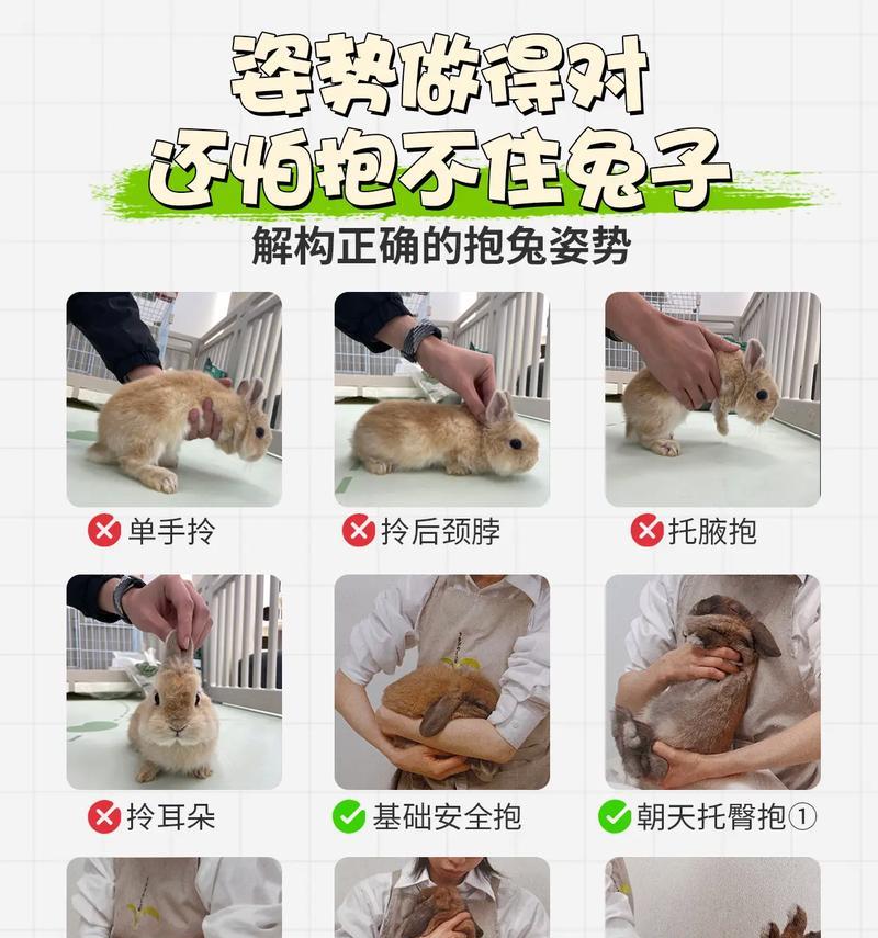 如何用活兔子制作猫粮？这种做法是否适合家养猫咪？