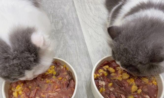猫粮与猫饭搭配喂食消化好吗？