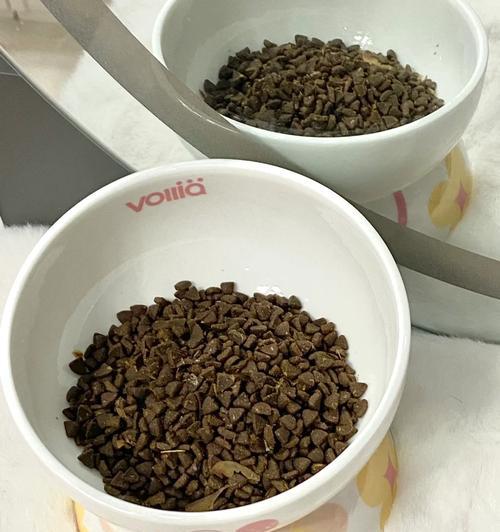 猫粮瓷碗损坏了应该怎么办？有哪些替代品可以使用？