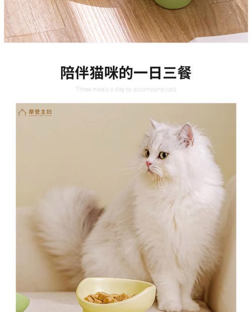 猫粮瓷碗损坏了应该怎么办？有哪些替代品可以使用？