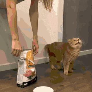 倒掉的猫粮该如何正确处理？