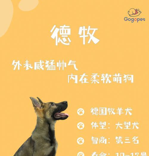 德牧一个月的饲养成本是多少？德牧的日常开销如何计算？