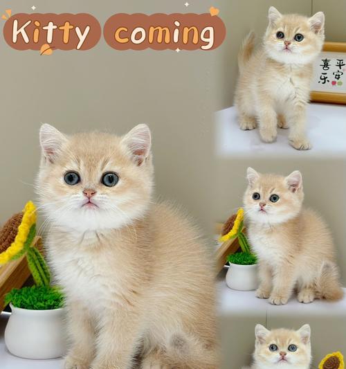 英短蓝猫适合哪种品牌的猫粮？