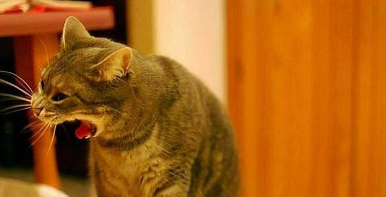猫咪吃生骨肉猫粮会呕吐吗？