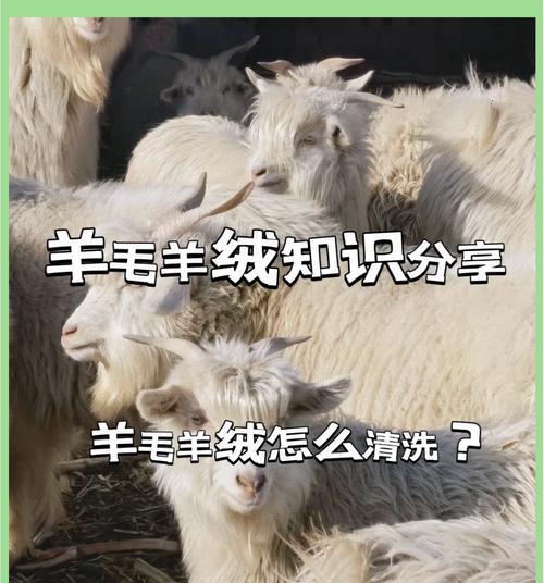 羊驼洗澡时应使用哪种刷毛工具？如何正确清洗？