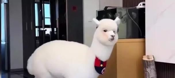 饲养宠物羊驼的人叫什么？怎么训练小猫嚼猫粮的能力？
