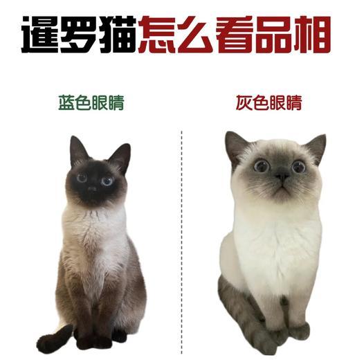 暹罗猫没喂什么猫粮？如何选择合适的猫粮？