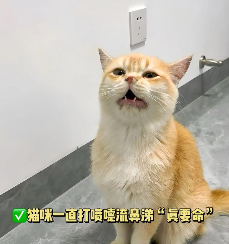 打喷嚏的猫要吃什么猫粮