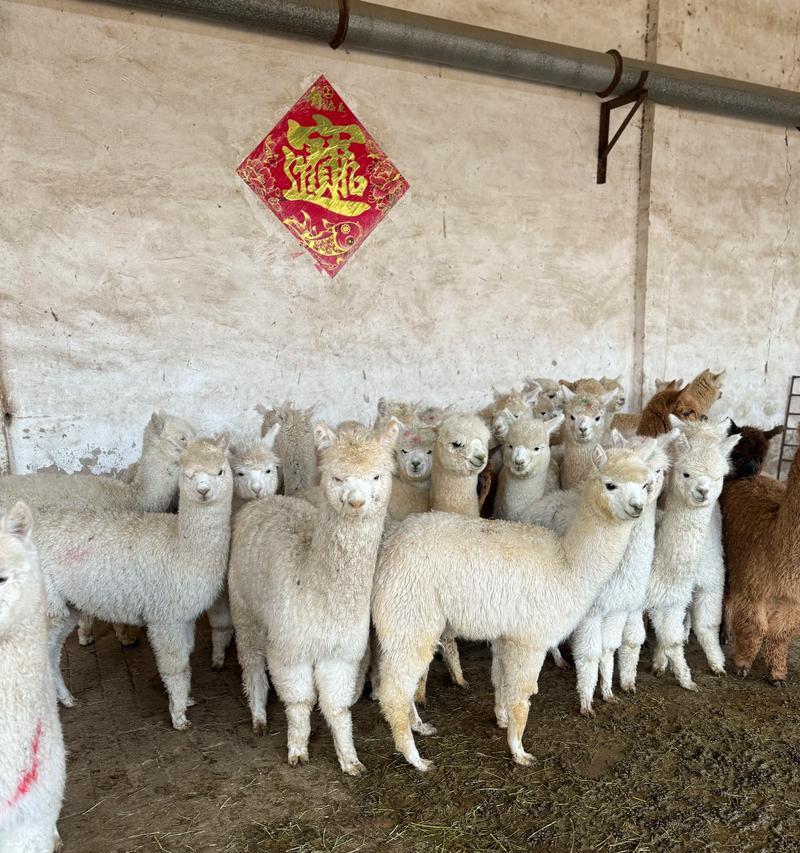 在新疆养羊驼的现状如何？养羊驼有哪些好处和挑战？