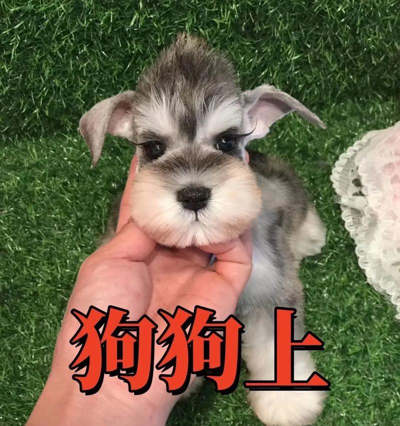 雪纳瑞幼崽学会自己尿尿需要多久？如何训练雪纳瑞幼崽？