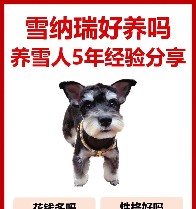 雪纳瑞幼崽学会自己尿尿需要多久？如何训练雪纳瑞幼崽？