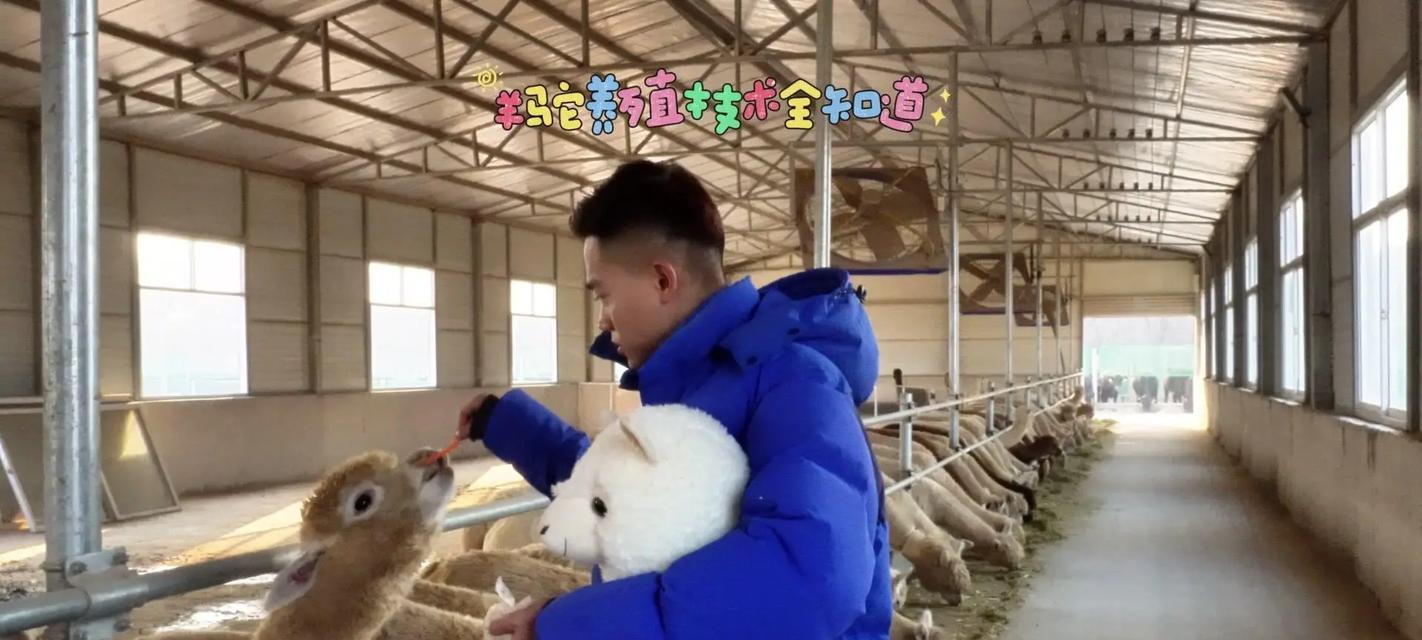如何在接羊驼现场采访中有效沟通？应该注意哪些事项？