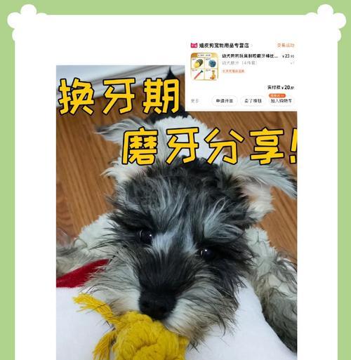 雪纳瑞换虎牙需要多少钱？换牙的费用是多少？
