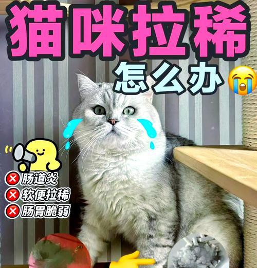 猫咪吃猫粮不嚼碎导致拉稀怎么办？有哪些应对措施？