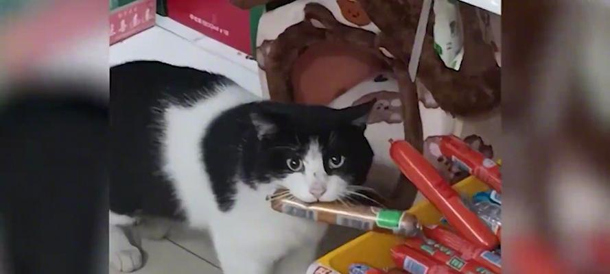 流浪猫偷食会对家猫产生什么影响？