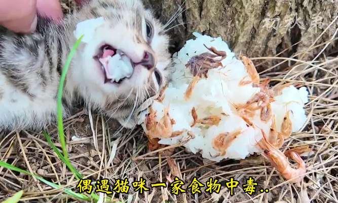 流浪猫偷食会对家猫产生什么影响？