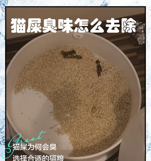 新鲜哥吃猫粮吃到猫屎怎么办？如何处理这种情况？
