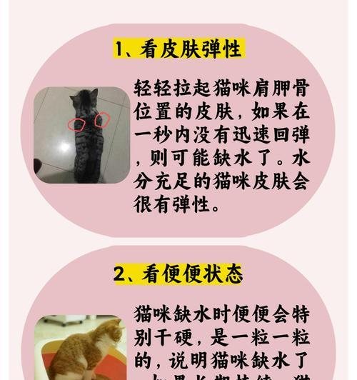 猫咪缺水时会影响进食吗？