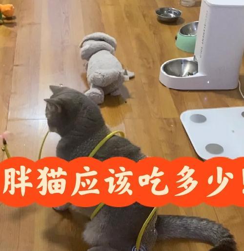 什么猫能吃饭不吃猫粮？只吃罐头的猫有什么特点？