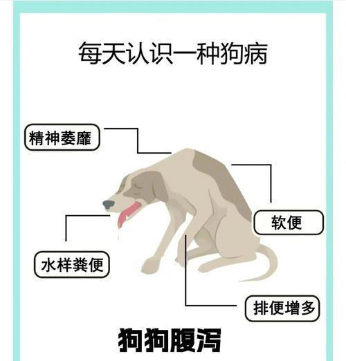 狗狗换粮后拉肚子的原因是什么？如何预防这种情况？