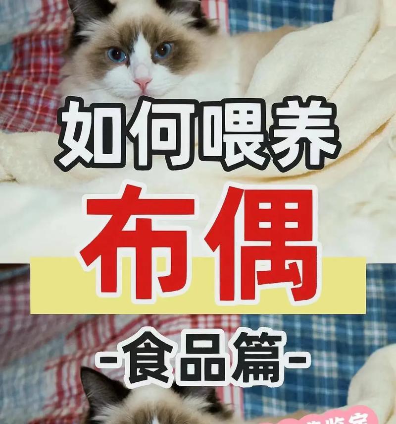 猫屋猫粮被偷怎么办？如何防止？