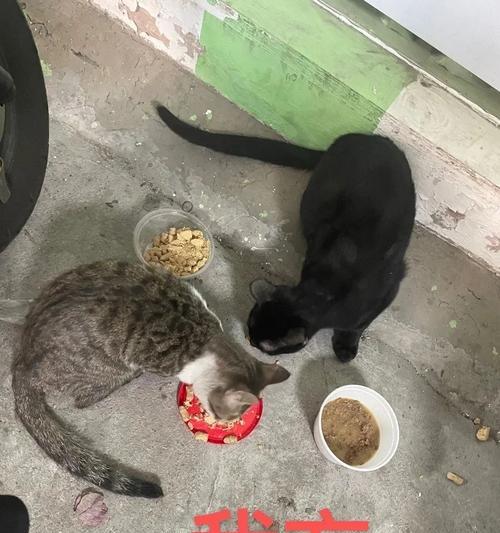 流浪猫吃完猫粮后为何不停叫？