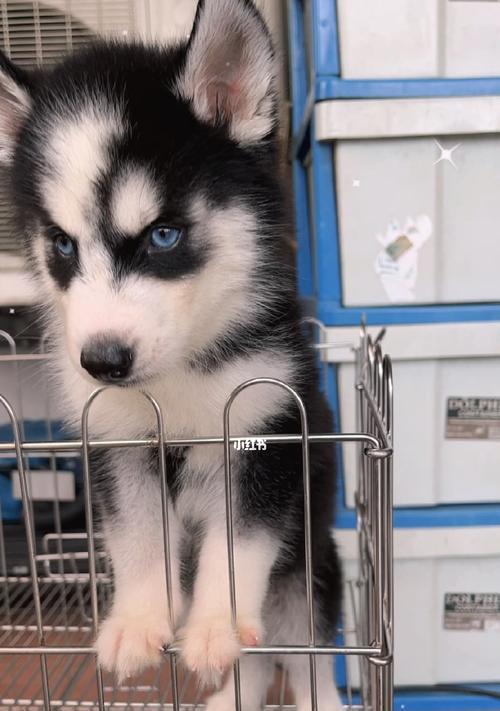 哈士奇会有可能被训成军犬吗为什么？哈士奇的训练潜力分析？