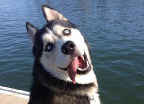哈士奇会有可能被训成军犬吗为什么？哈士奇的训练潜力分析？