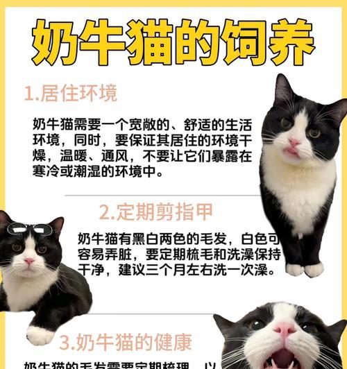 奶牛猫吃不吃猫粮怎么办？如何让奶牛猫适应猫粮？