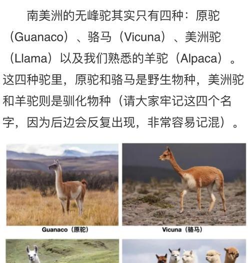 羊驼的起源是什么？它们是如何被驯化的？