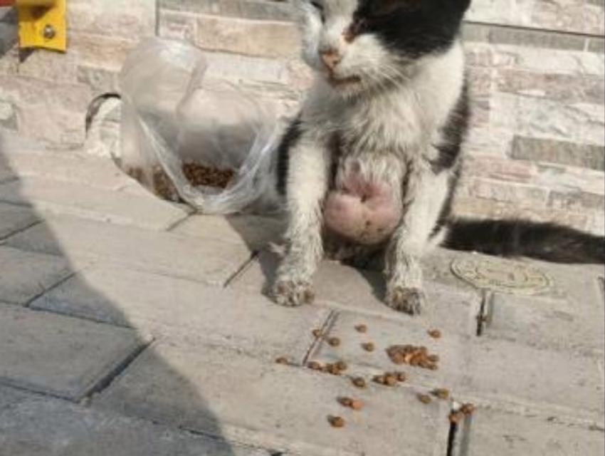 流浪猫不吃猫粮怎么办？如何引导？
